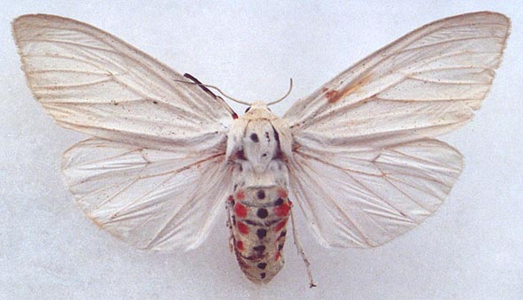 Chionarctia nivea, color image