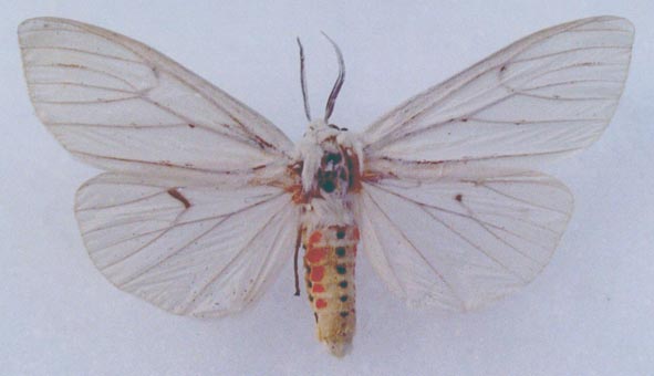 Chionarctia nivea, color image