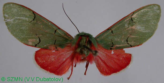 Chloroda albolimbata, color image