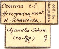 Female cotype labels, color image