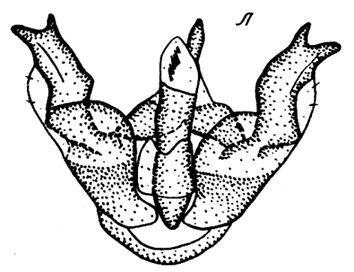 Dodia sazonovi, holotype male genitalia