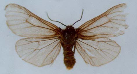 Dodia sazonovi, holotype, color image