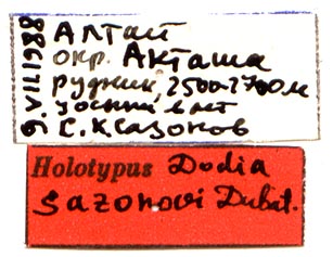Dodia sazonovi holotype labels, color image