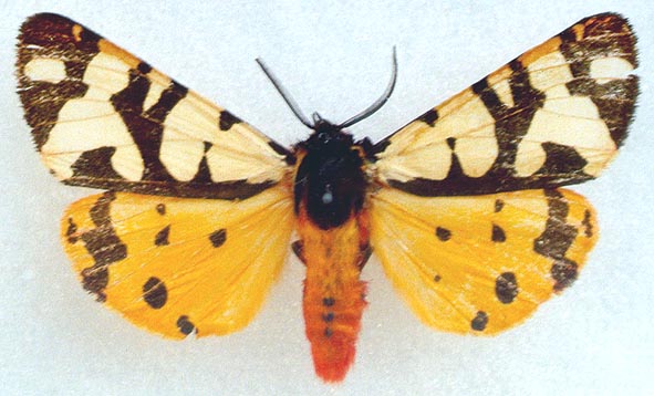 Epicallia villica angelica, color image