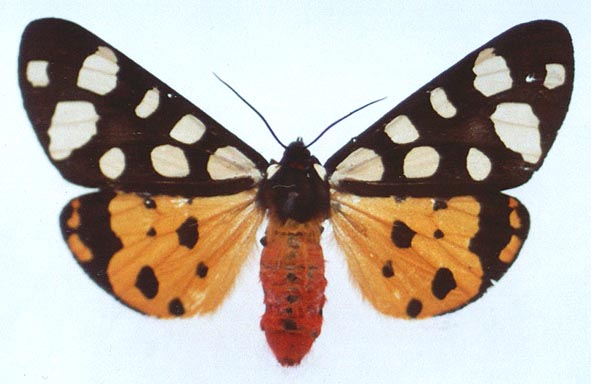 Epicallia villica villica, color image