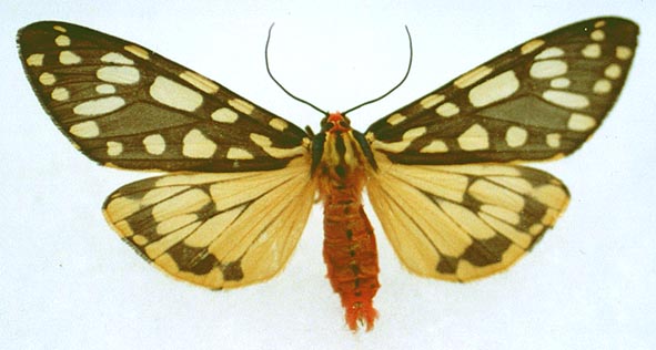 Eucallimorpha principalis fedtschenkoi, color image