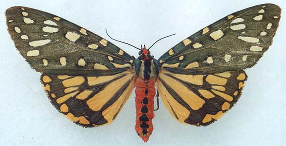 Eucallimorpha principalis principalis, color image