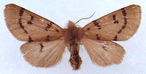 Eudiaphora turensis, color image