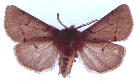 Eudiaphora turensis, color image
