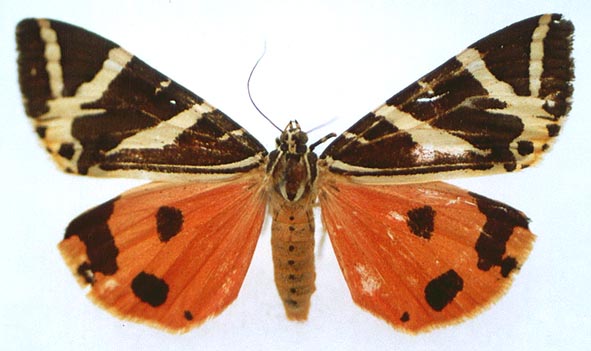 Euplagia quadripunctaria fulgida, color image