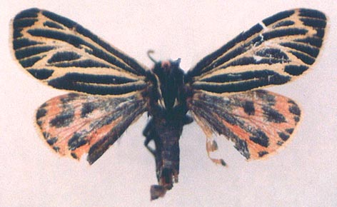 Grammia olga, cparatype, color image