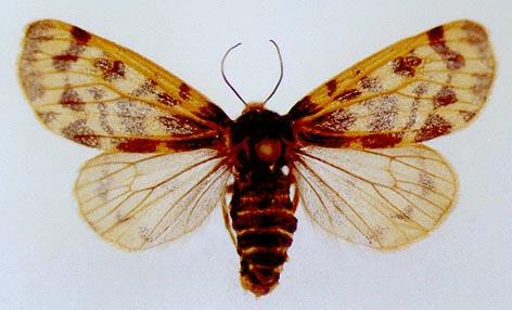 Holoarctia cervini, color image