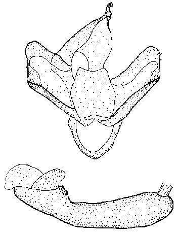 Holoarctia marinae male holotype genitalia