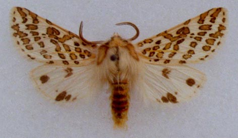 Lacydes spectabilis annelata, color image