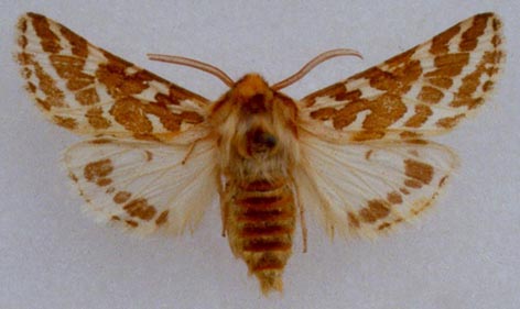 Lacydes spectabilis spectabilis, color image