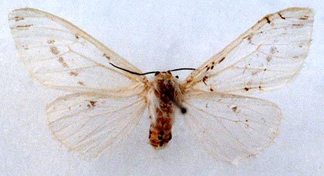 Lemyra boghaika, color image