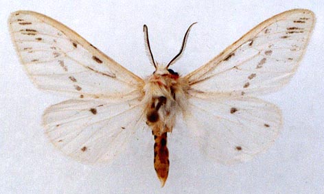 Lemyra boghaika, color image