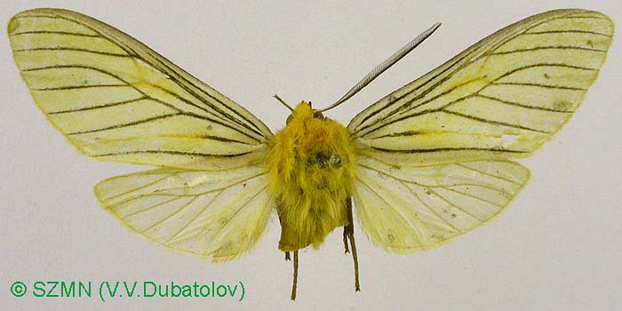 Pachydota nervosa, color image
