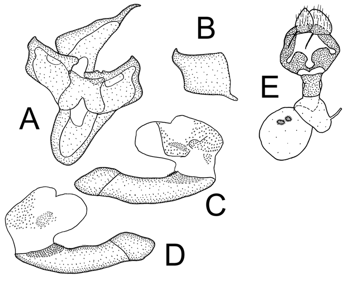 Palearctia ammosovi, genitalia image