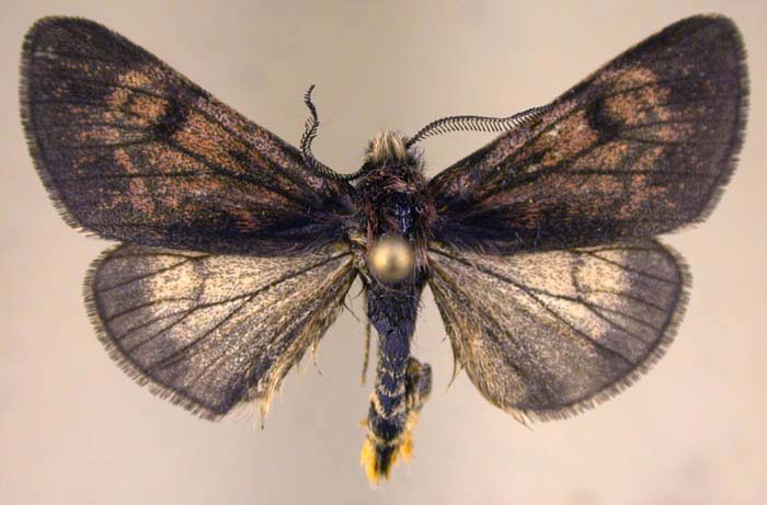 Palearctia ammosovi, holotype, color image