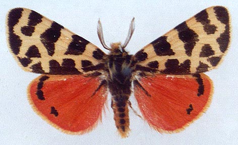Palearctia erschoffii erschoffii, color image