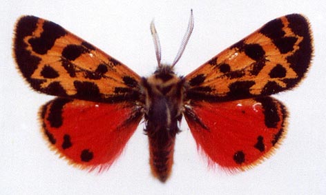 Palearctia ferghana schottlaenderi, color image