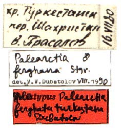 Palearctia ferghana turkestana holotype labels, color image