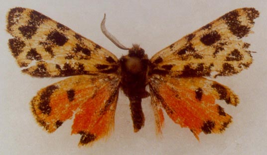 Palearctia gracilis, paratype, color image