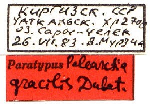 Palearctia gracilis paratype labels, color image