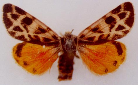 Palearctia gratiosa caroli, holotype, color image