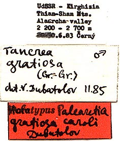 Palearctia gratiosa caroli holotype labels, color image
