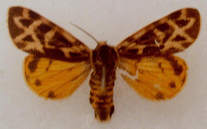 Palearctia gratiosa caroli, paratype, female, color image