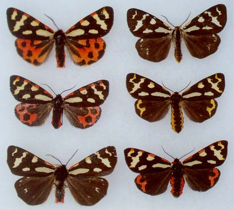 P.p.caucasica, P.p.nycticans, and its hybrids, color image