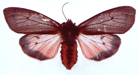 Phragmatobia amurensis, color image