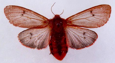 Phragmatobia fuliginosa borealis, color image