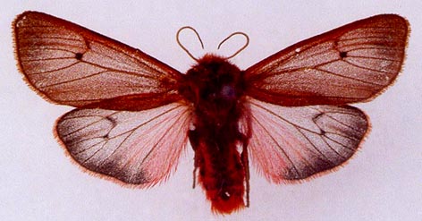 Phragmatobia fuliginosa borealis, color image