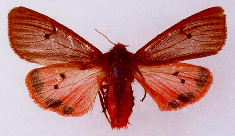 Phragmatobia fuliginosa taurica, color image