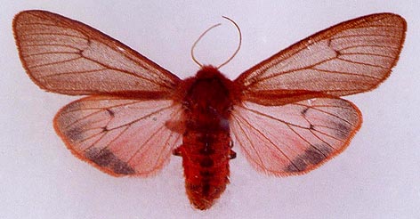 Phragmatobia fuliginosa fuliginosa, color image