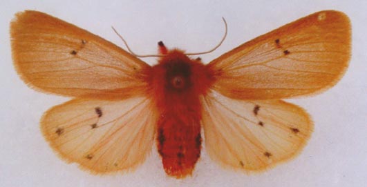 Phragmatobia fuliginosa kroumira, color image