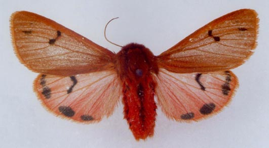 Phragmatobia fuliginosa melitensis, color image