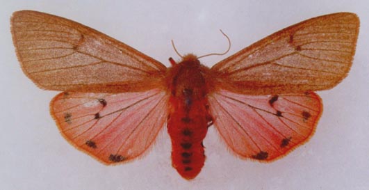 Phragmatobia fuliginosa paghmani, color image