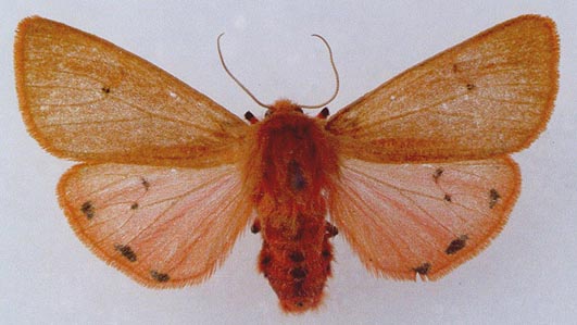 Phragmatobia fuliginosa paghmani, color image