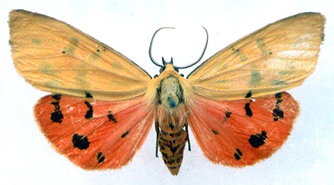Rhyparioides amurensis, color image