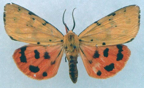 Rhyparioides amurensis, color image