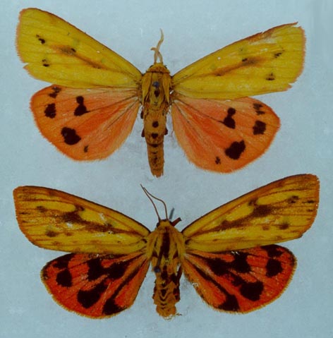 Rhyparioides metelkana, color image