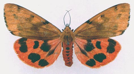Rhyparioides nebulosa, color image
