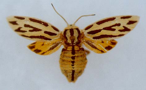 Sinoarctia kasnakovi, paratype, female, color image