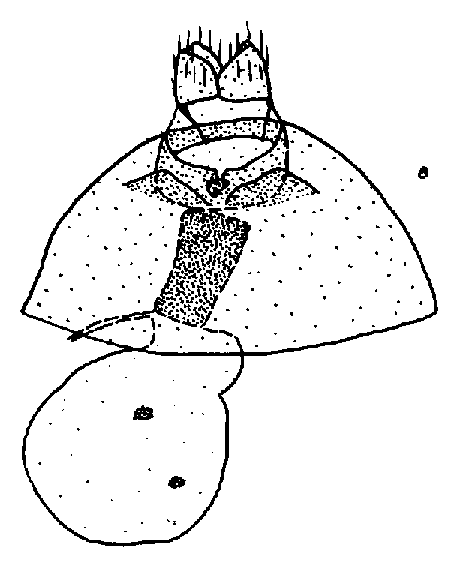 Sinoarctia kasnakovi, female genitalia