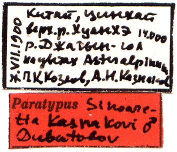 Sinoarctia kasnakovi, male paratype labels, color image