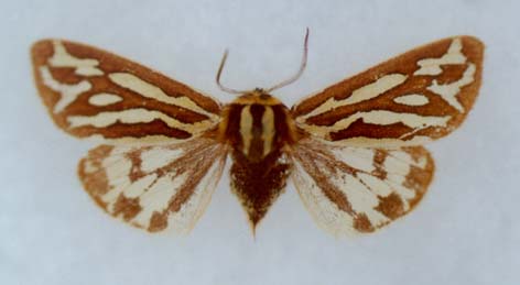 Sinoarctia kasnakovi, paratype, male, color image